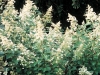Hydrangea paniculata Krushu 